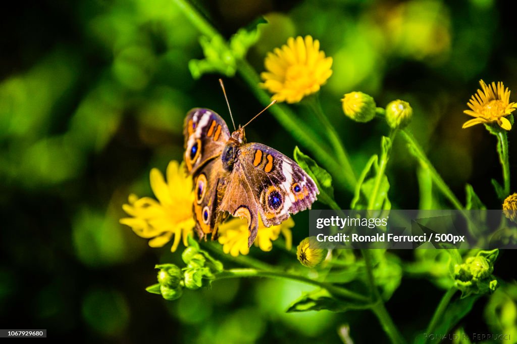 Close up of butterfly sitting on flower