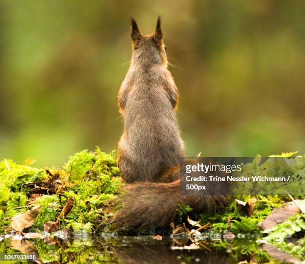 squirrel rear view - squirrel imagens e fotografias de stock