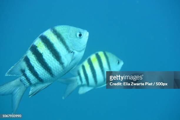 fish couple underwater - zwarte piet stock pictures, royalty-free photos & images