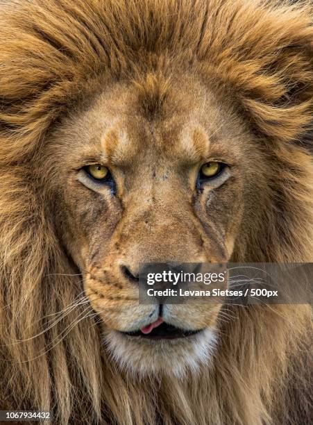 portrait of lion - majestic lion stock pictures, royalty-free photos & images