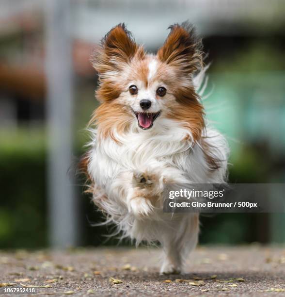 close-up of running papillon dog - papillon stock-fotos und bilder