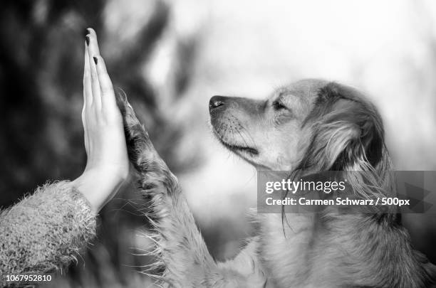 photo by: carmen schwarz / 500px - dog and human hand stock pictures, royalty-free photos & images