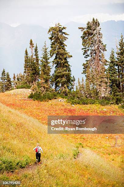 a woman trail runs through a colorful field on mt. timpanogos, near pleasant grove, ut. - mt timpanogos stock pictures, royalty-free photos & images