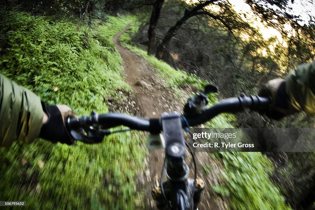 A mountain biker speeds down a path surrounded by a lush, green, environment.