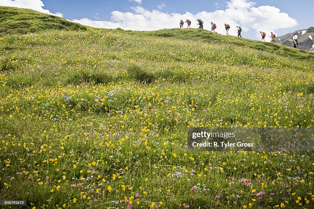 Hikers trek above a field full of colorful flowers in the Swiss Alps.