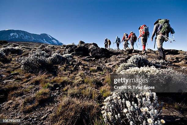 hikers trek towards mt. kilimanjaro mid-morning as the peak lurks in the distance. - kilimanjaro stockfoto's en -beelden