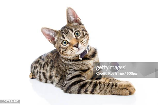 bergen, norway - cat and white background stockfoto's en -beelden