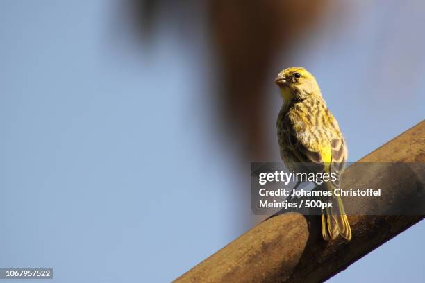 canary sitting on branch - yellow finch stock pictures, royalty-free photos & images