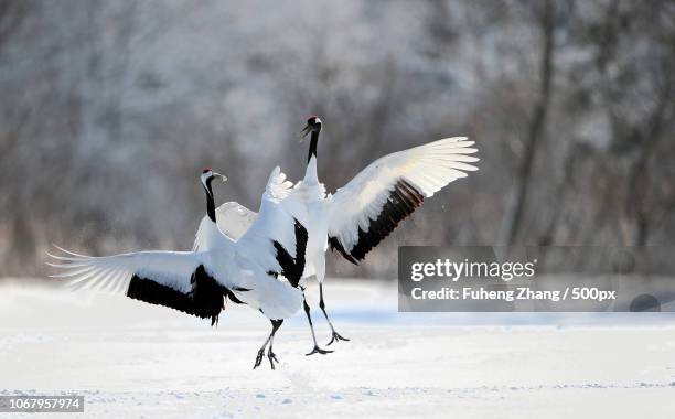 two red-crowned cranes on snow - japanese crane stock pictures, royalty-free photos & images