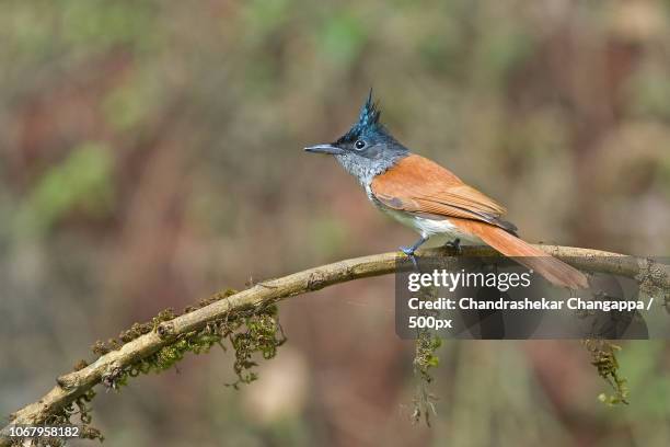 paradise flycatcher perching on branch - eutrichomyias rowleyi stock pictures, royalty-free photos & images