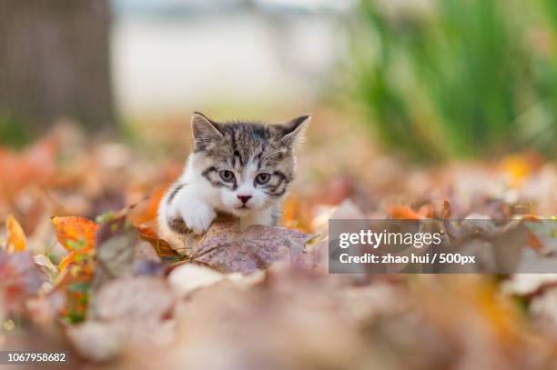 portrait of cute kitten playing in autumn leaves - leaflitter stock pictures, royalty-free photos & images