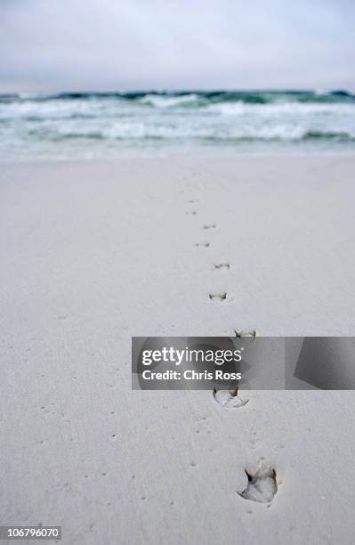 Bird tracks lead into the ocean from the beach.