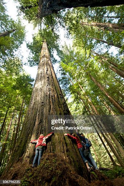 three friends hug a massive redwood in california. - redwood national park imagens e fotografias de stock