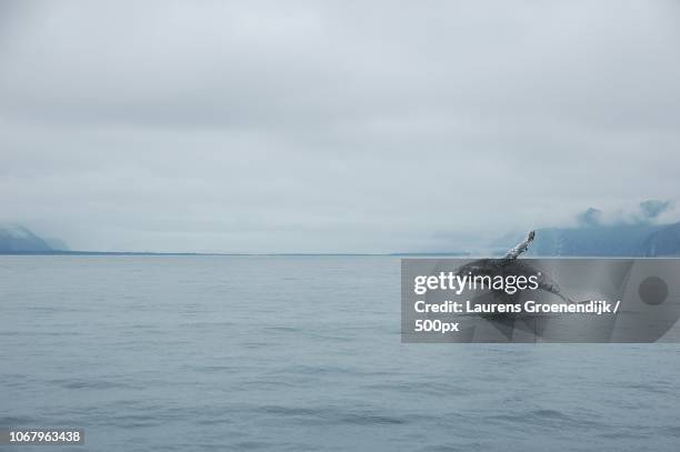 humpback leaping out of water - whale jumping stock pictures, royalty-free photos & images