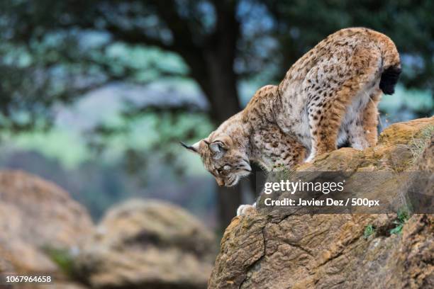 iberian lynx in nature - lince ibérico imagens e fotografias de stock