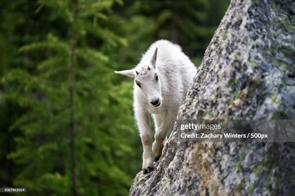 Darrington, United States