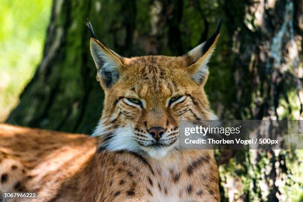 bobcat relaxing under tree - bobcat stock pictures, royalty-free photos & images