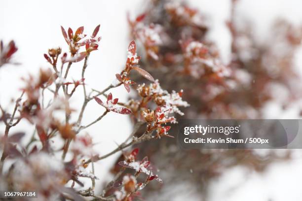 snow covering tree leaves - kevin shum stock pictures, royalty-free photos & images