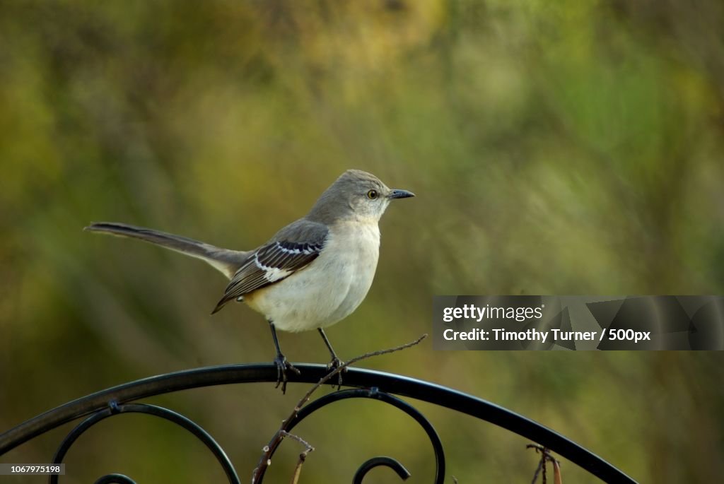 Bird perching on fence