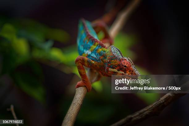 colorful chameleon on branch - east african chameleon stock pictures, royalty-free photos & images