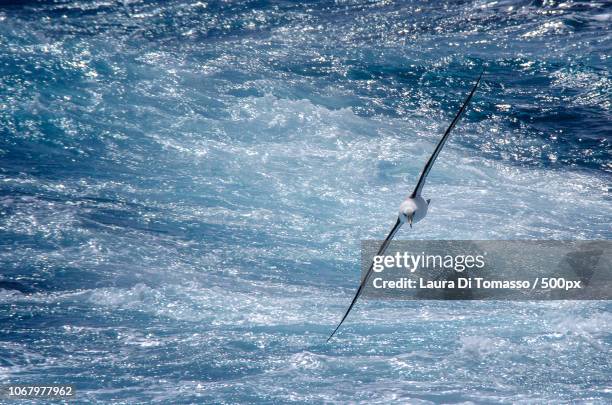 the portrait of albatross in flight - albatross stock pictures, royalty-free photos & images