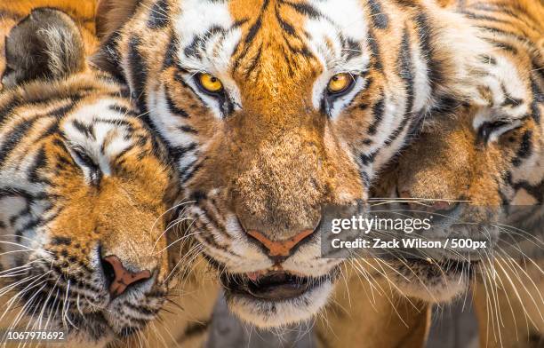 family of siberian tigers - tiger cub - fotografias e filmes do acervo