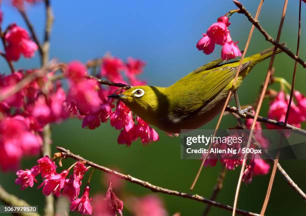 tai po, hong kong - wild cherry tree stock-fotos und bilder