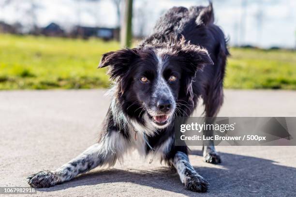 portrait of border collie - collie fotografías e imágenes de stock