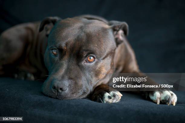 portrait of staffordshire bull terrier - staffordshire bull terrier stock pictures, royalty-free photos & images
