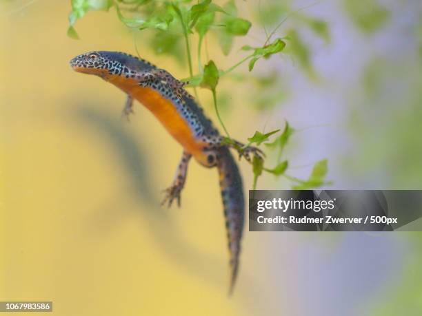 side view of alpine newt underwater - salamandra stockfoto's en -beelden