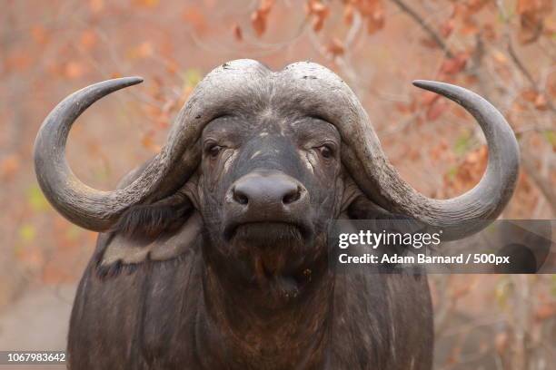 close-up of african buffalo - african buffalo stock pictures, royalty-free photos & images