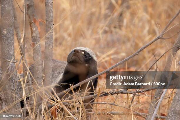 close-up of honey badger - honey badger stock pictures, royalty-free photos & images