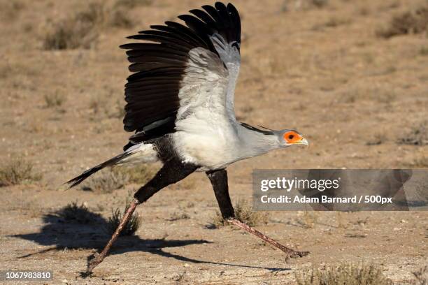 secretary bird running - secretarisvogel stockfoto's en -beelden