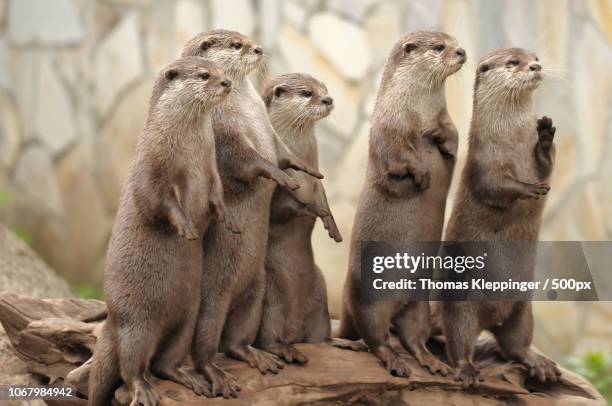 river otters in zoo - weasel family stock pictures, royalty-free photos & images