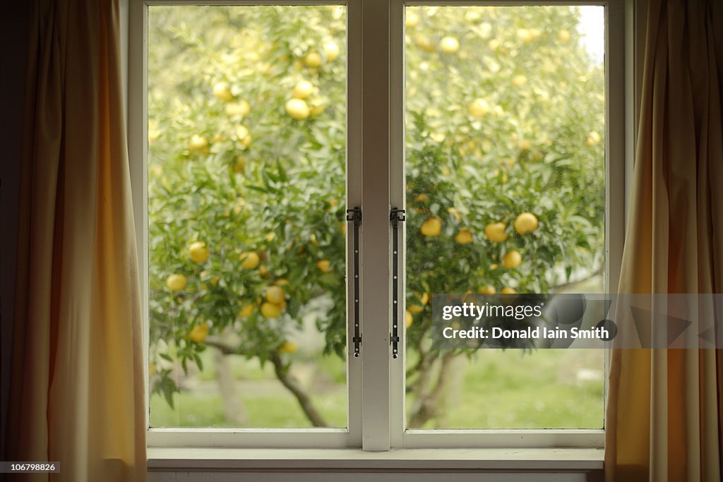 Yellow Window