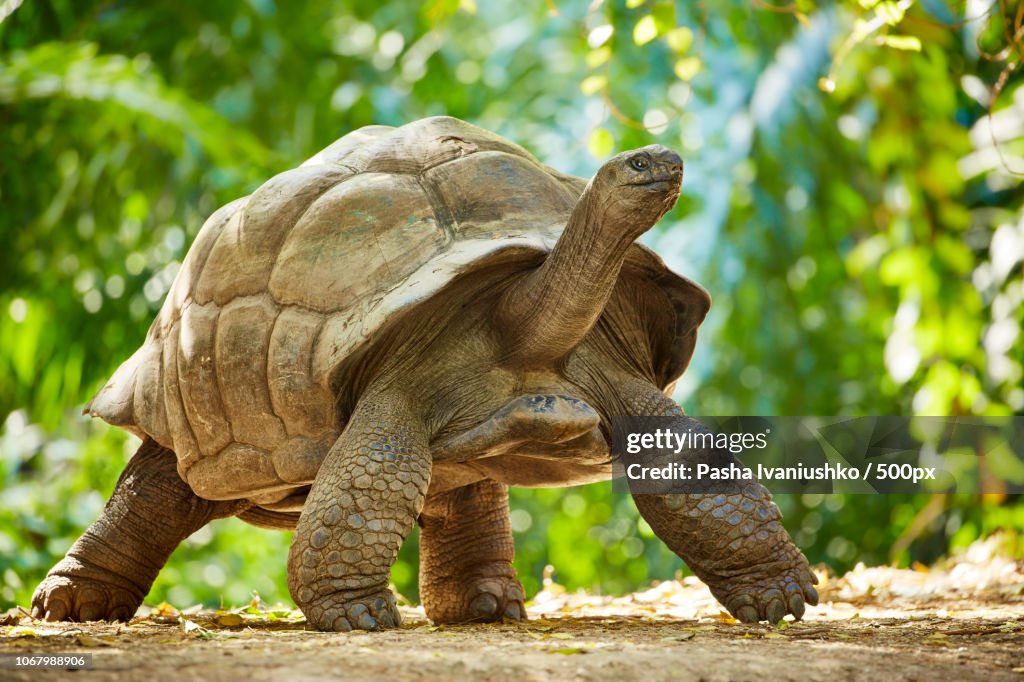 Giant tortoise messing about