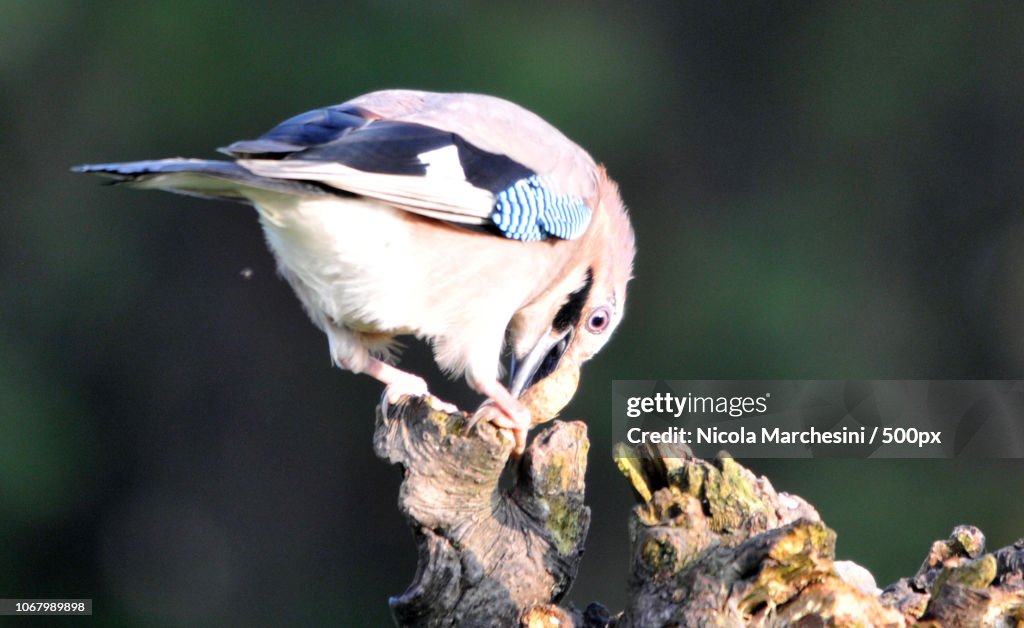 Close up of eating bird