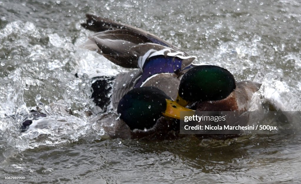 Two ducks hugging in water