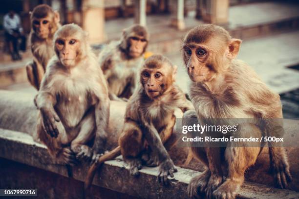 monkeys sitting on wall - five animals stock pictures, royalty-free photos & images