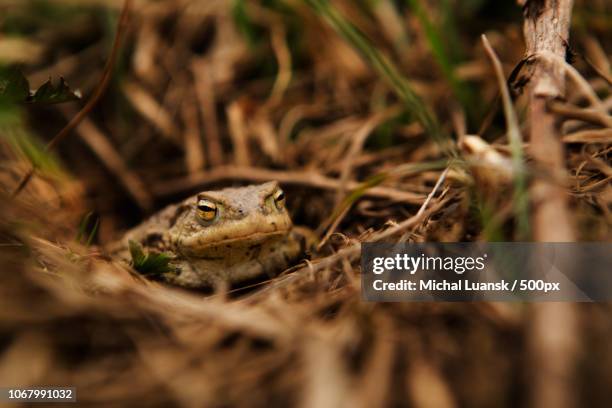 nature photograph of common toad (bufo bufo) - common toad stock pictures, royalty-free photos & images