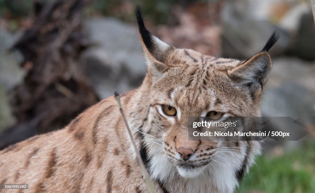 Close-up of lynx