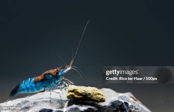 neocaridina (hippolyte denticulatus) underwater - shrimp animal stock pictures, royalty-free photos & images