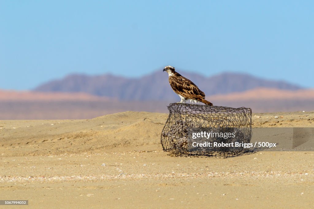 Osprey perching on net