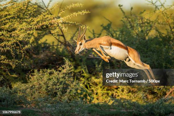 jumping springbok in wild - antelope stock pictures, royalty-free photos & images