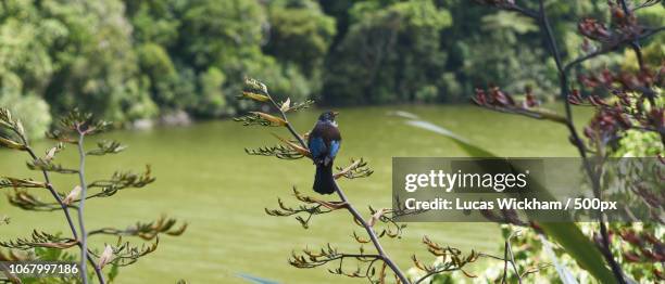 bird perching on branch - new zealand forest stock pictures, royalty-free photos & images