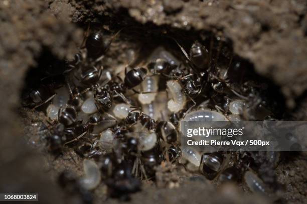 ants and maggots in underground nest - maggot stock pictures, royalty-free photos & images