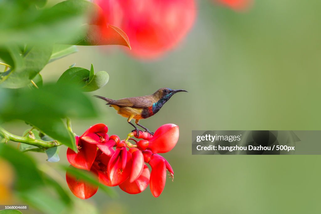 Bird perching on red flower