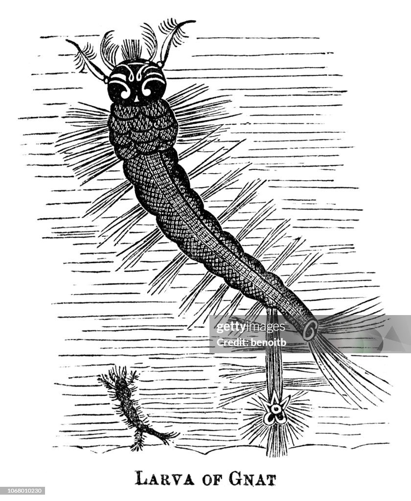 Mücke-Larve