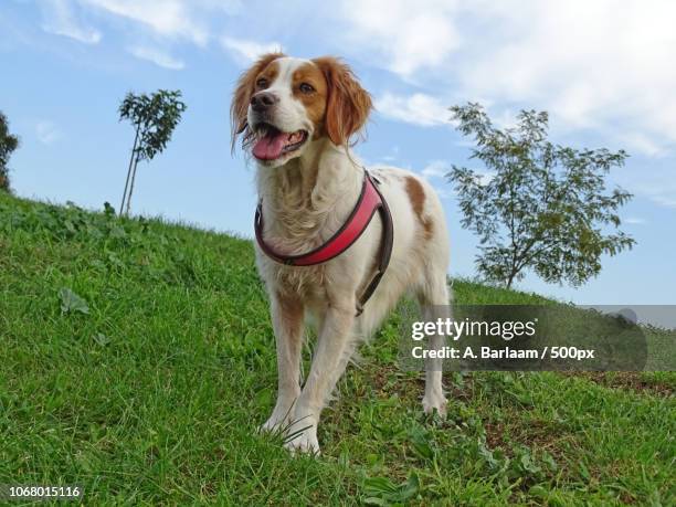 rome, italy - brittany spaniel stock pictures, royalty-free photos & images