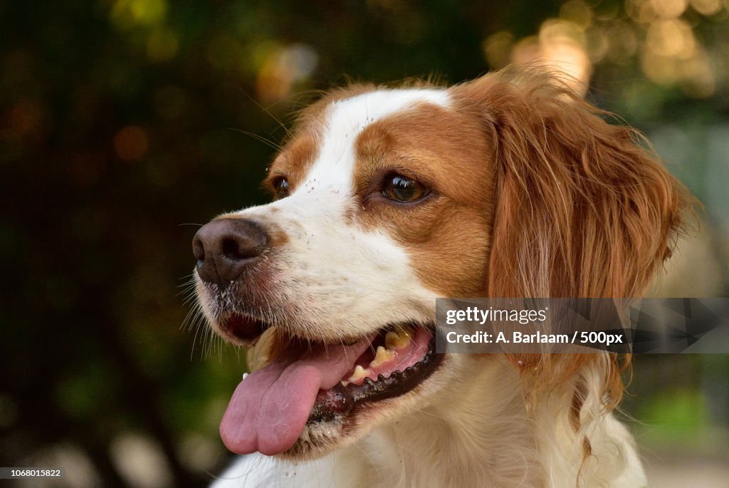 Headshot of Brittany spaniel dog